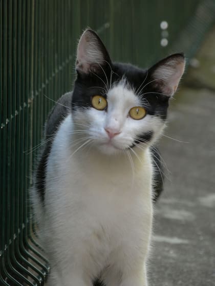 La comunidad científica mantiene cautela al respecto de los gatos blancos y negros y atribuye estos rasgos de comportamiento a una percepción humana