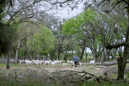 La comunidad Qom retratada en El árbol negro