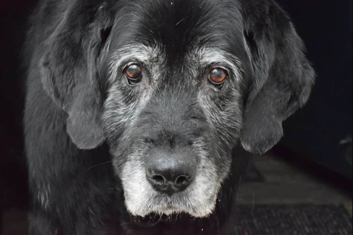 La comunidad veterinaria estima que, en promedio, los perros ingresan en la vejez a los 7 años