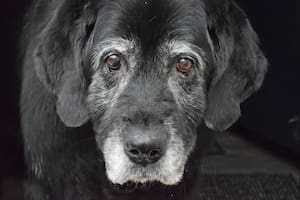 La comunidad veterinaria estima que, en promedio, los perros ingresan en la vejez a los 7 años