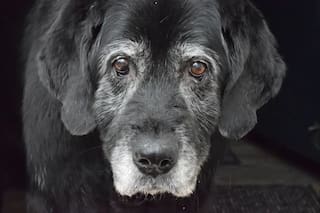 A qué edad envejece un perro según su tamaño y raza