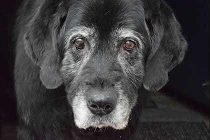 La comunidad veterinaria estima que, en promedio, los perros ingresan en la vejez a los 7 años