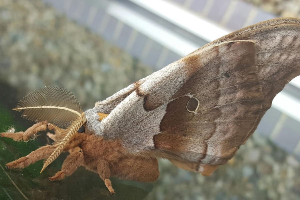 La comunidad virtual enloqueció con las imágenes de lo que parece ser "una tarántula con alas"