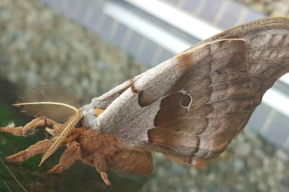 La comunidad virtual enloqueció con las imágenes de lo que parece ser "una tarántula con alas"