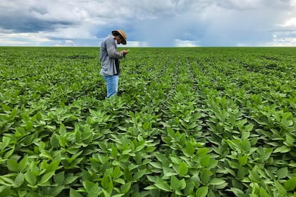 La Conab relevó el progreso de la siembra de soja en Brasil sobre el 17,6% de un área estimada en 47,33 millones de hectáreas
