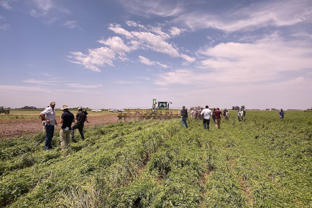 La condición hídrica es importante para las siembras en verde