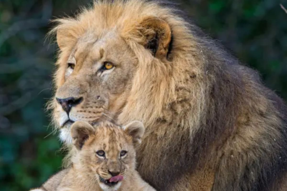 La conducta de los progenitores cambia según la especie (Foto: BBC)