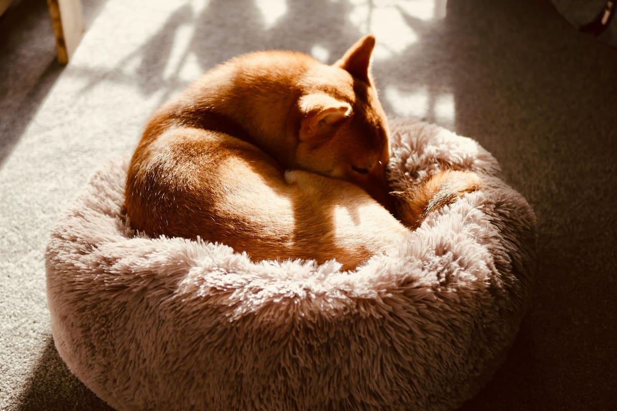 La conducta del perro de dar vueltas antes de dormir se vincularía con sus ancestros