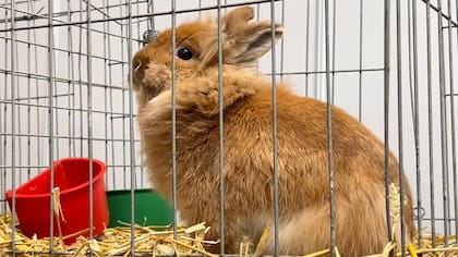 La coneja de la raza Cabeza de León que es furor en la Exposición