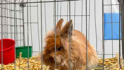 La coneja de la raza Cabeza de León salió campeona en su categoría