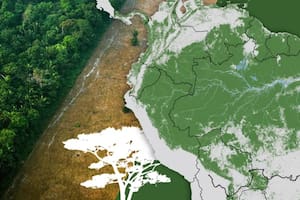 Los mapas y fotos que muestran la muerte del Amazonas y por qué el mundo debería preocuparse