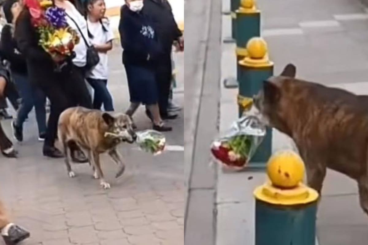 La conmovedora escena de una perra que lleva flores para acompañar el funeral de su dueño