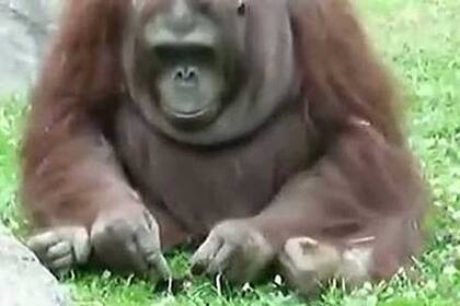 La conmovedora escena ocurrió en el zoo de Dublín