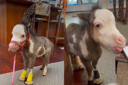 La conmovedora historia de Peabody, el potrillo más pequeño del mundo que sirvió de terapia para personas con Alzheimer