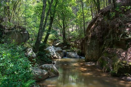 La conservación del bosque y su biodiversidad, factores claves en la lucha por mitigar el cambio climático