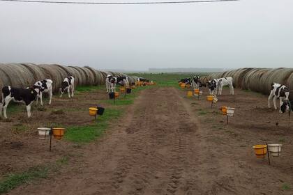 La construcción de salas de parto y la asistencia profesional de los partos y el descalostrado son clave para reducir la mortandad de terneros en guacheras a campo