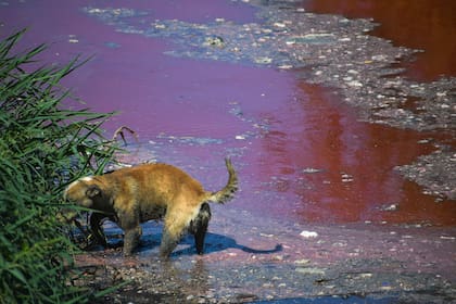 La contaminación en el curso de agua es un riesgo para humanos, animales y el medio ambiente
