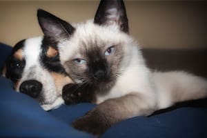 La convivencia armoniosa entre un perro y un gato bajo el mismo techo es factible y, de hecho, puede derivar en grandes amistades