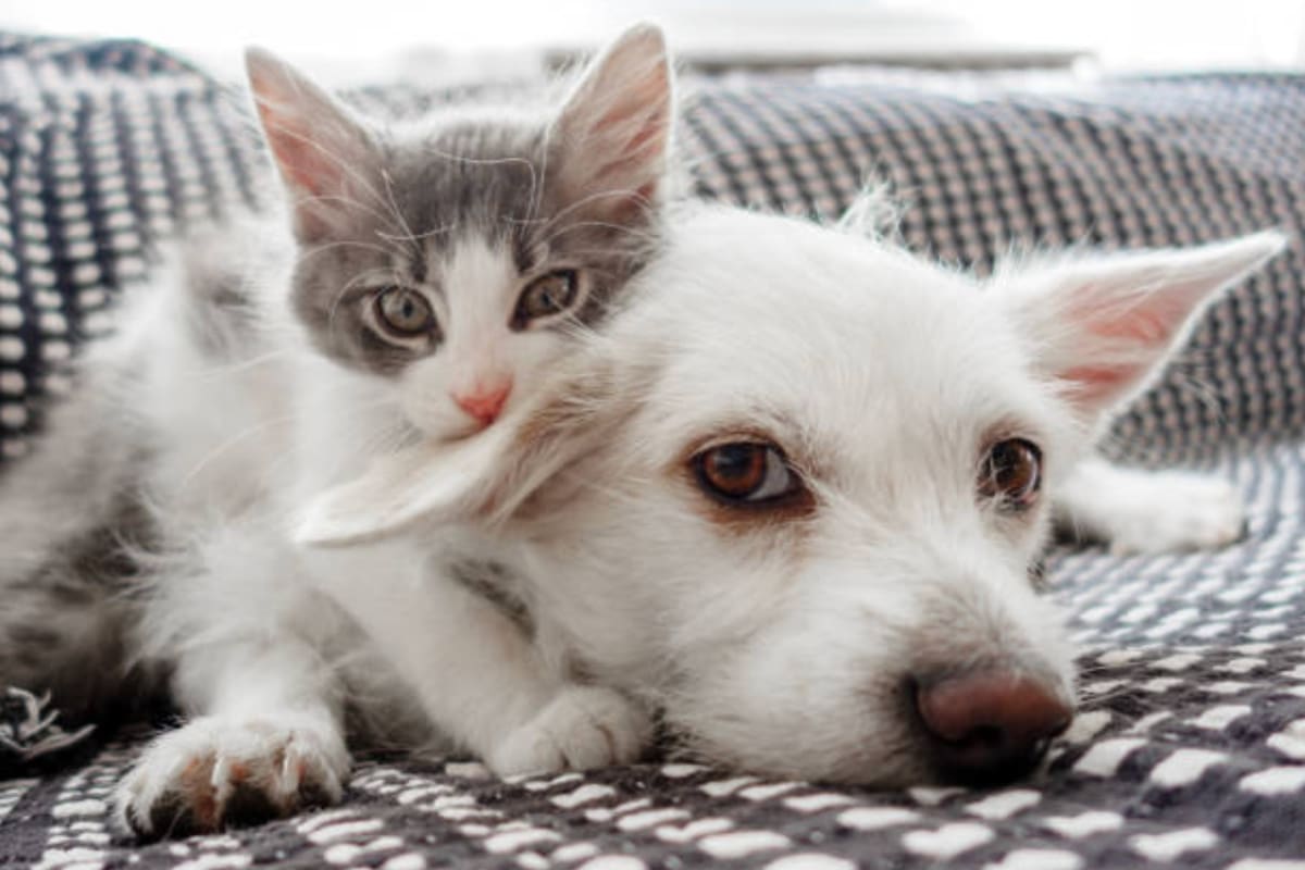 La convivencia con perros y gatos trae muchas alegrías, pero también algunos retos, como eliminar el olor que dejan al orinar en el hogar (Foto: iStock)