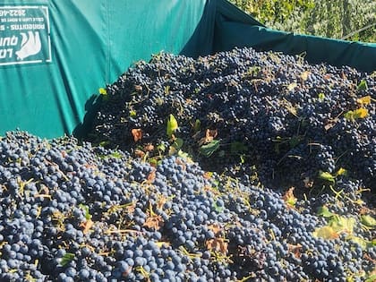 La cooperativa está integrada por productores primarios