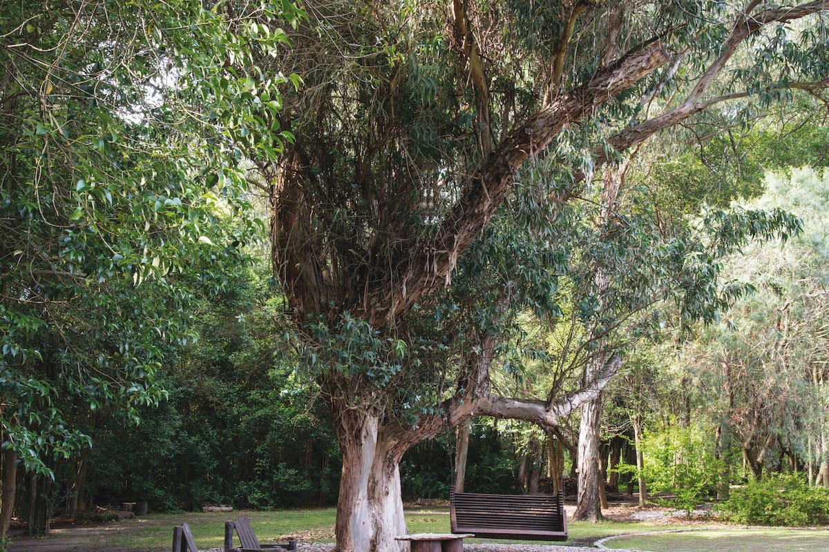 La copa de un gran eucalipto en un parque, no solo brinda sombra en el exterior sino que sus ramas se pueden usar de múltiples maneras dentro del hogar