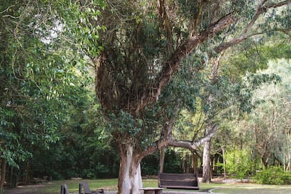 La copa de un gran eucalipto en un parque, no solo brinda sombra en el exterior sino que sus ramas se pueden usar de múltiples maneras dentro del hogar