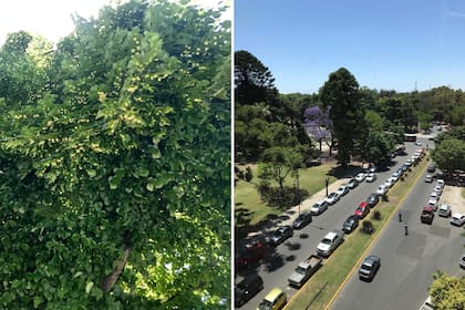 La copa frondosa de los tilos exhibe desde los primeros días de diciembre sus ramilletes de flores amarillas (izq.). Además de tilos, La Plata exhibe otras especies de árboles como jacarandás y araucarias (der.)