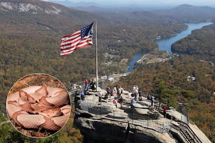 La Copperhead (Agkistrodon contortrix) es la especie venenosa más habitual en Carolina del Norte (National Geographic/Canva)