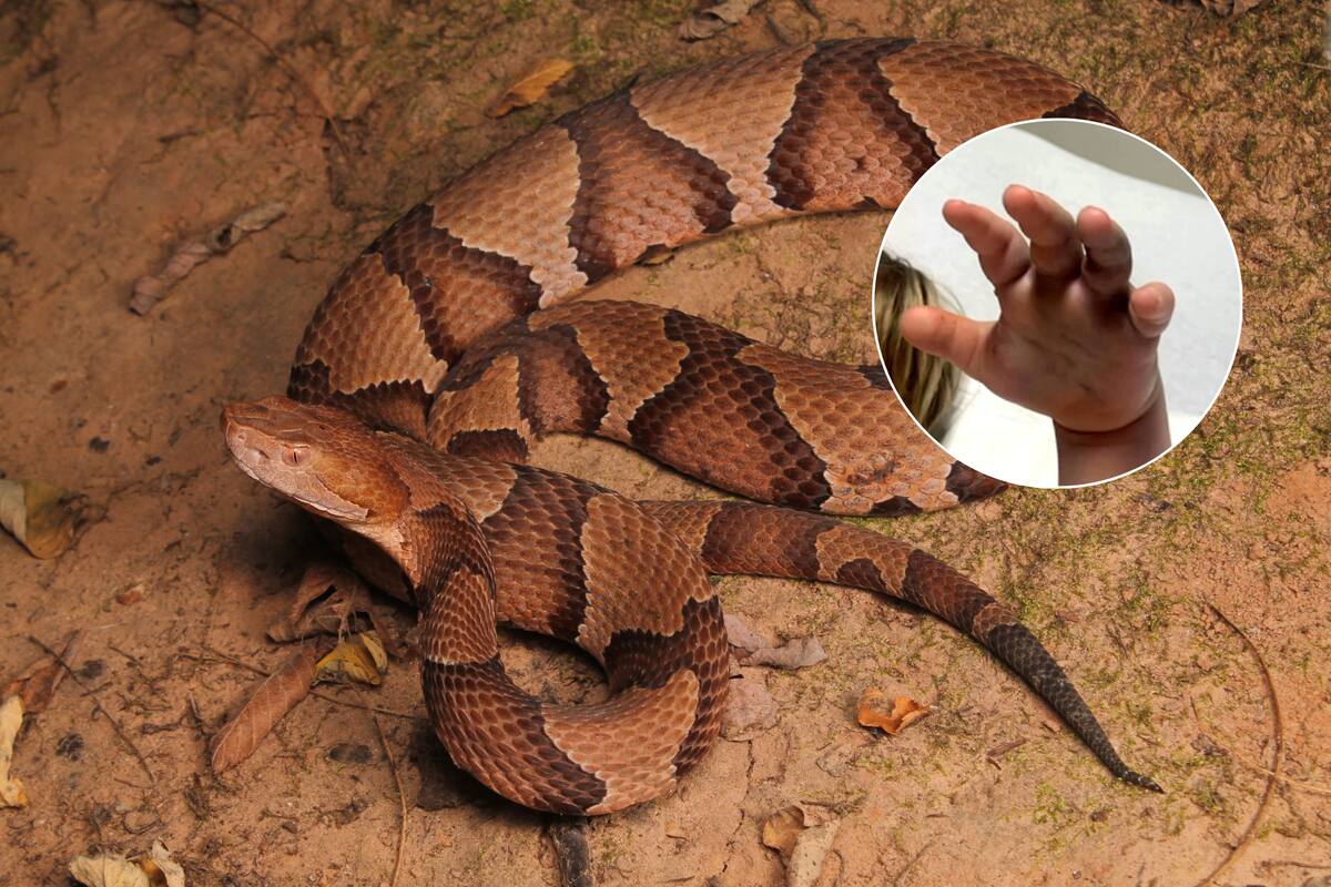 La copperhead que atacó al niño es uno de los seis tipos de serpientes venenosas que existen en Carolina del Norte