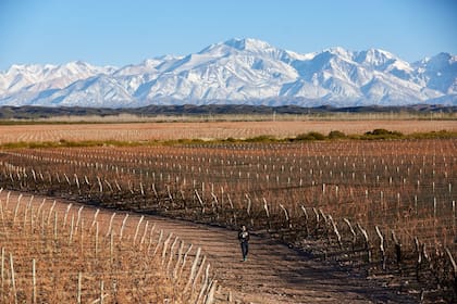 Mendoza se sigue posicionando como una de las regiones vitivinícolas más importantes a nivel global, luego de un arduo y constante trabajo realizado desde que ingresó en 2005 al selecto grupo de las Great Wine Capitals (GWC), sitio que comparte con otras 10 ciudades del mundo.