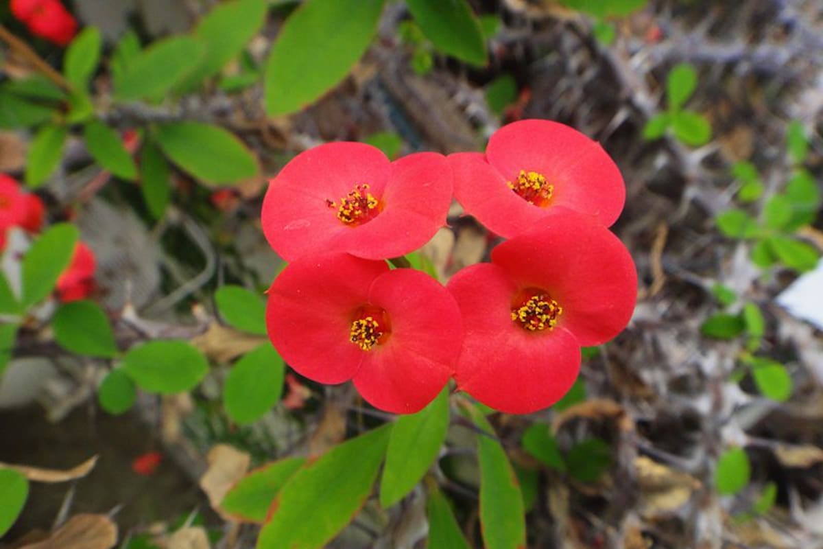 La corona de Cristo (Euphorbia milli) es una planta originaria de Madagascar. Diversos estudios han comprobado sus múltiples beneficios, pero es necesario manipularla con cuidado debido a su alta toxicidad (Foto ilustrativa: PIXABAY)