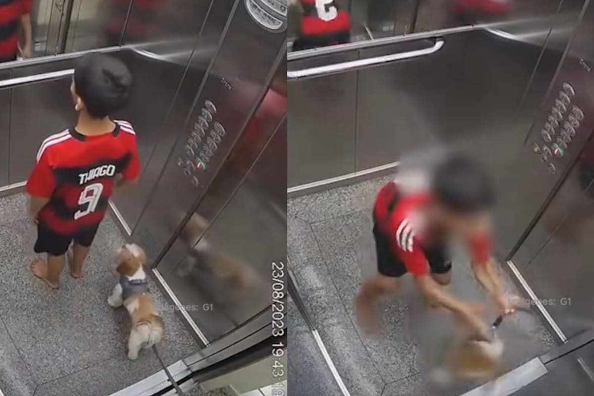 La correa quedó fuera del ascensor y casi mata a la mascota, pero el niño la salvó (Foto: TikTok captura de pantalla)