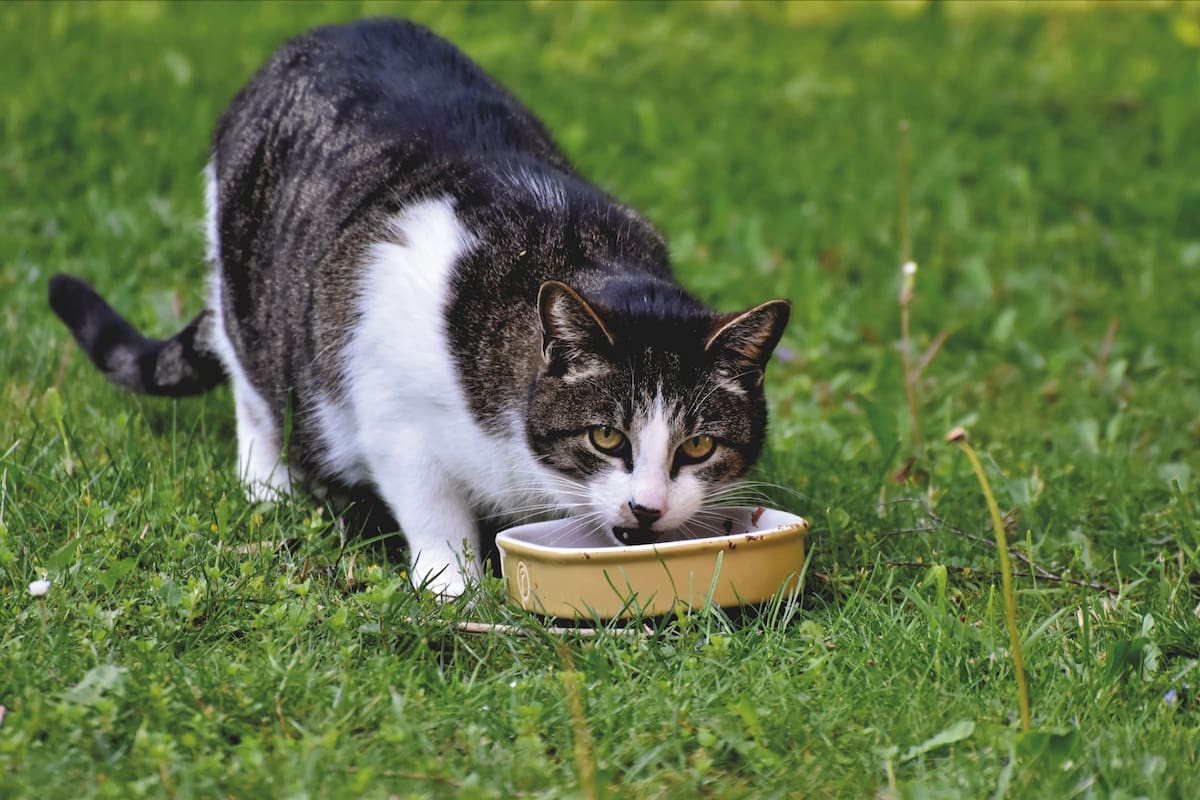 La correcta nutrición influye en la salud general, el comportamiento y la longevidad de los felinos domésticos