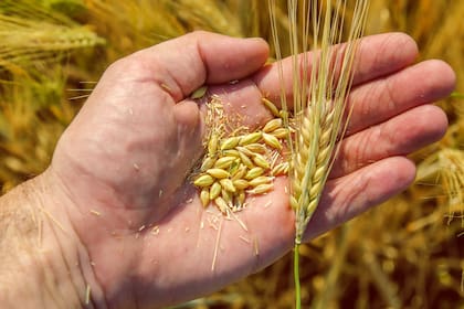 La corredora de granos habría entrado en crisis tras la sequía y la devaluación