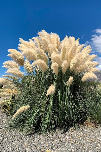 La cortaderia aporta estructura en el jardín durante todo el año