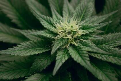 La Corte confirmó el requisito de registrarse en el Reprocann para autocultivar cannabis en un hogar