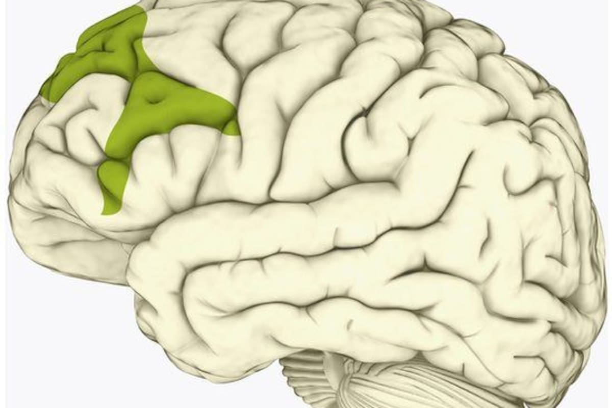 La corteza prefrontal es el centro de control de las funciones ejecutivas del ser humano