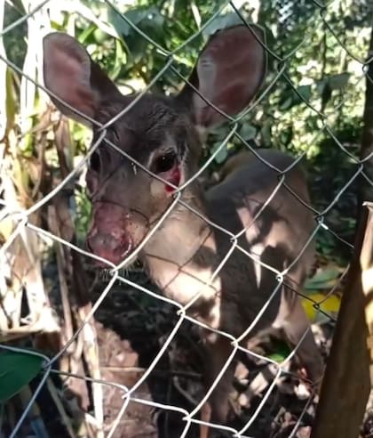 La corzuela parda es un animal típico de la selva misionera (Foto: @ohanarescatedefauna)