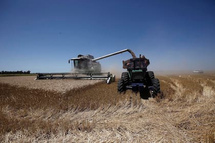 La cosecha argentina de trigo dejaría unos 13,5 millones de toneladas en la actual campaña