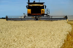 Bajó el precio de un insumo crítico y el trigo podría tener otro gran ciclo productivo
