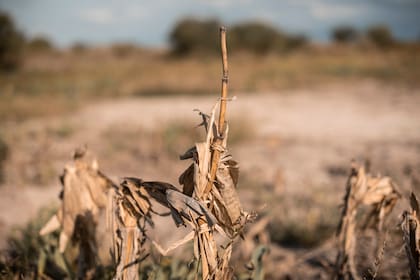 La cosecha de granos gruesos fue castigada por la sequía