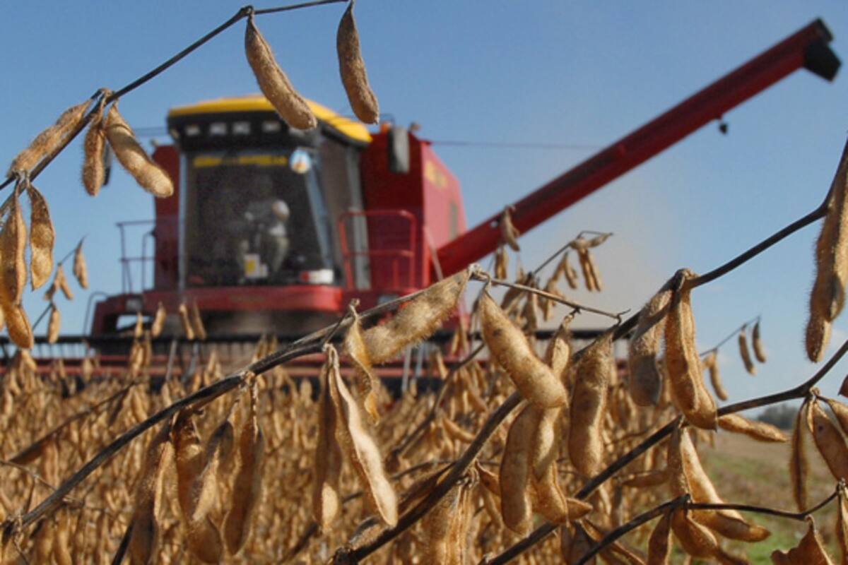 La cosecha de la soja, principal cultivo del campo argentino