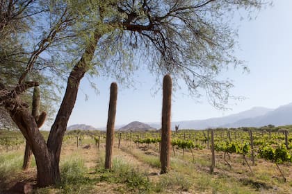 La cosecha de la uva empieza en el mes de febrero.