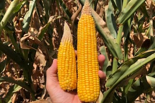 La cosecha de maíz argentino sufre importantes demoras por lluvias de El Niño: Bolsa de Cereales