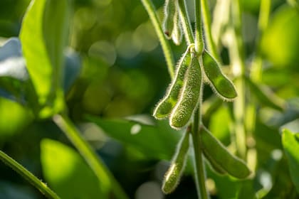 La cosecha de soja de Brasil avanza al ritmo más lento desde 2020/21, dice AgRural
