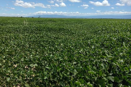 La cosecha de soja en Brasil alcanza el 0,6% de la superficie, dice AgRural