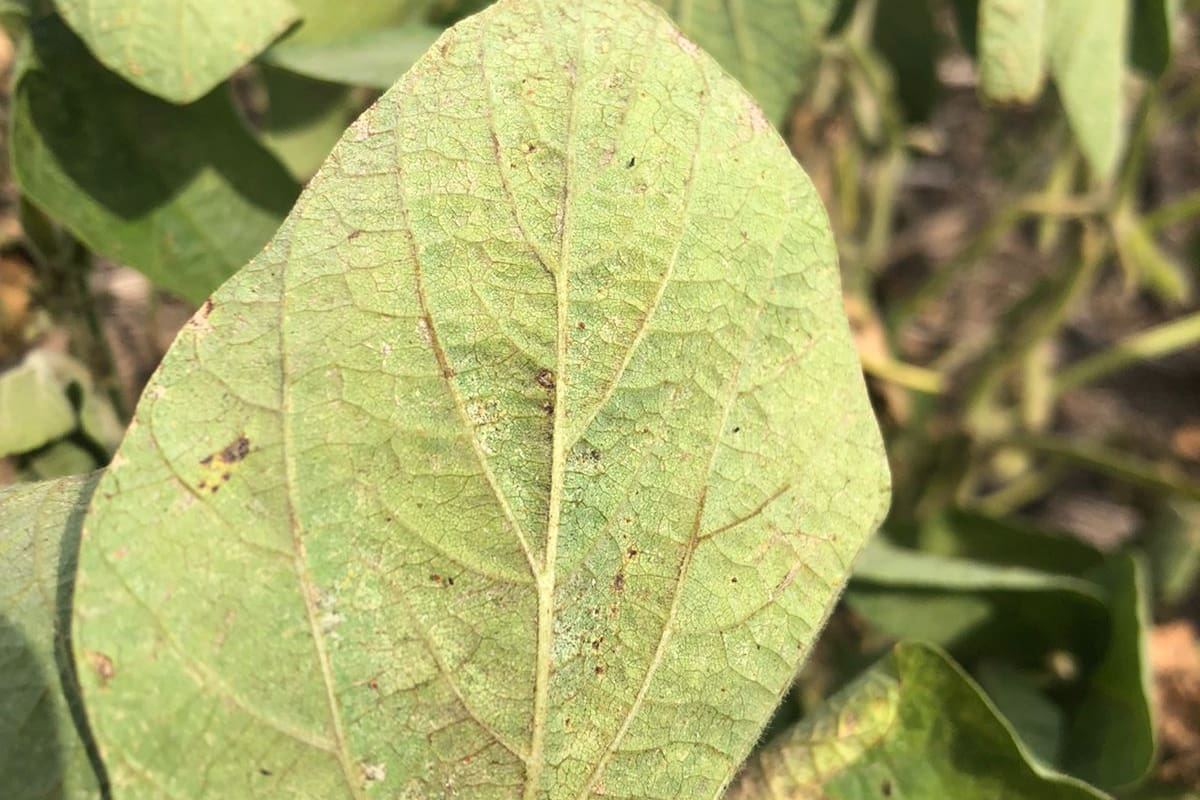 La cosecha de soja, en riesgo de caer todavía más abajo