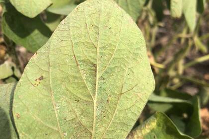 La cosecha de soja, en riesgo de caer todavía más abajo