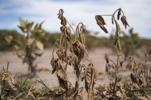 La cosecha de soja, impactada por la sequía, será la menor en 23 años