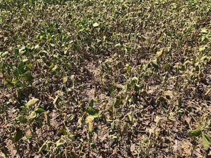 La cosecha de soja sufrirá un cimbronazo por la sequía